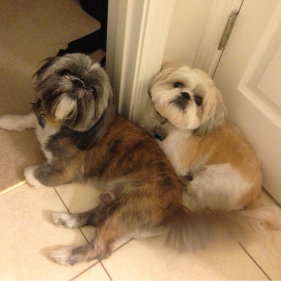 Meet your Posher, Dee - Picture 1 of 1